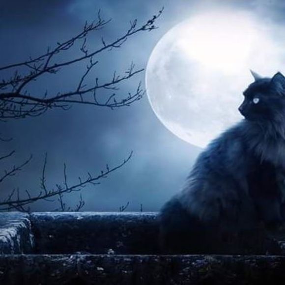 Meet your Posher, Azaria - Picture 1 of 1